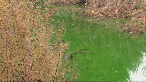 Bright green creek in Macomb County was non-toxic, put in by Clinton Township