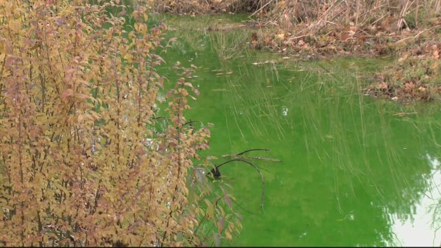 Bright green creek in Macomb County was non-toxic, put in by Clinton Township