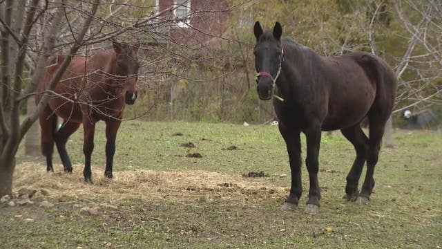 City cracks down on Detroit farm, using ordinances to disassemble it