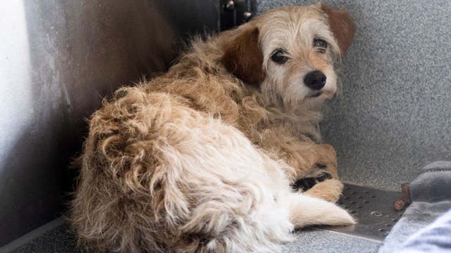 Reduced adoption fees at Detroit Animal Care and Control shelter until March 30