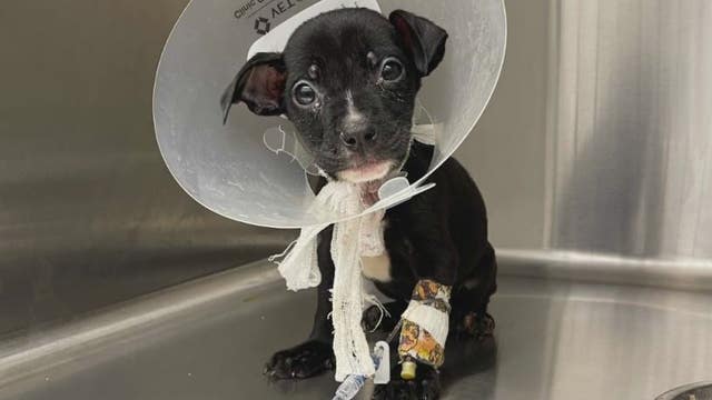 Neglected litter of puppies found dumped in Detroit field left to die