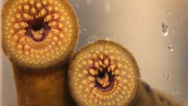 Could sea lamprey be eradicated from the Great Lakes? A new control method suggests it's possible