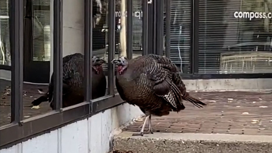 Storyful-264545-Strutting_Its_Stuffing_Turkey_Checks_Out_Reflection_in_Cambridge_Massachusetts - (9x16).00_00_28_08.Still001 copy