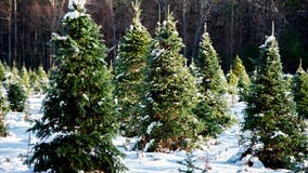 Christmas tree buyers face reduced supplies and higher prices