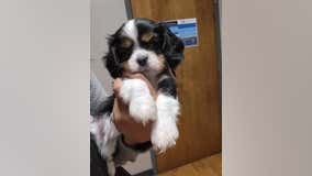 Oakland County Sheriff's Office adds puppy to support community after Oxford High School shooting