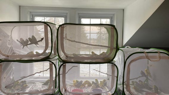 Several hundred more parakeets surrendered to Metro Detroit animal shelter