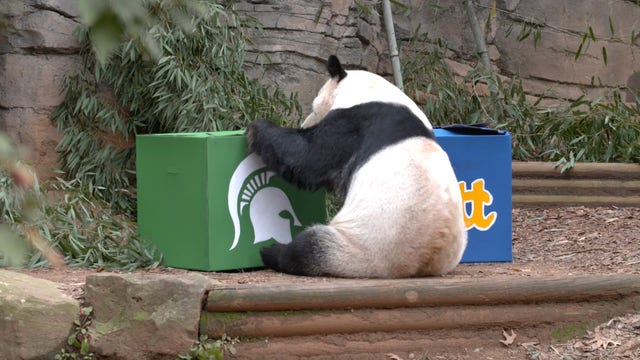 WATCH: Panda predicts Michigan State will beat Pitt in Chick-fil-A Peach Bowl
