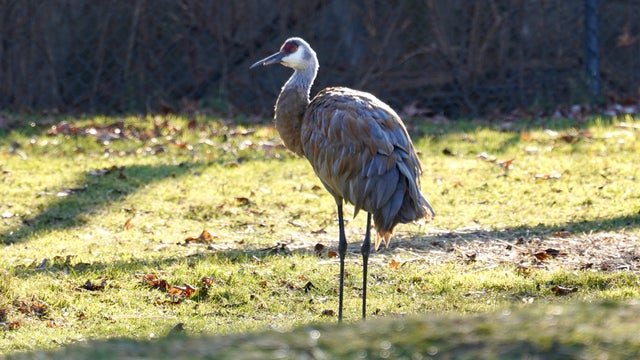 Detroit Zoo rescues sandhill crane with rubber band around beak, plans to develop prosthetic beak for bird