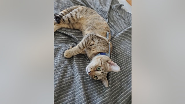 Tourists heartbroken after kitten stolen in San Francisco during smash-and-grab