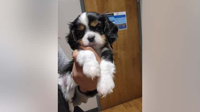 Oakland County Sheriff's Office adds puppy to support community after Oxford High School shooting
