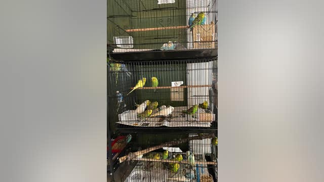 Bird owner surrenders 400 parakeets to Macomb County animal rescue