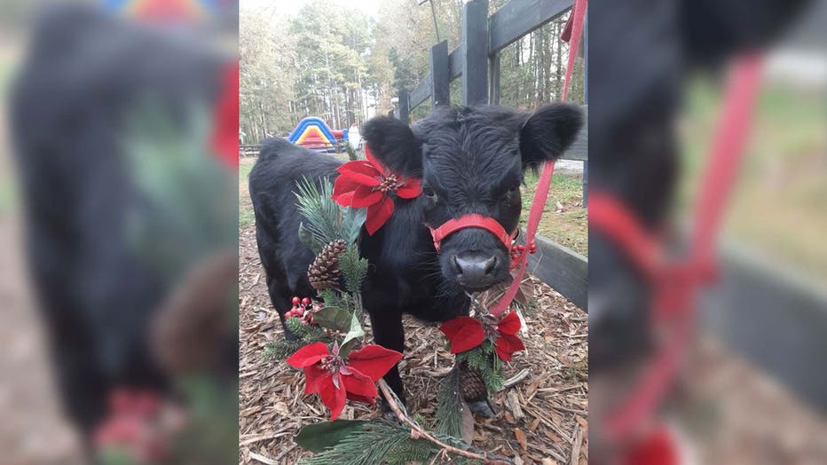 Christmas-mini-cow.jpg