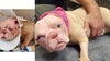 Detroit Pit Crew rescues dog with severe burns to her head and face