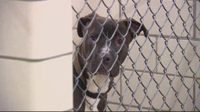 Defendants in animal abuse cases would pay shelter fees before conviction, Michigan House-approved bill says