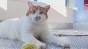 Michigan Humane looking for home for 30-pound cat named Mister