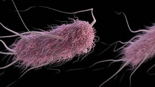 43 confirmed E. coli cases in Michigan amid multi-state outbreak, Wendy's romaine lettuce suspected