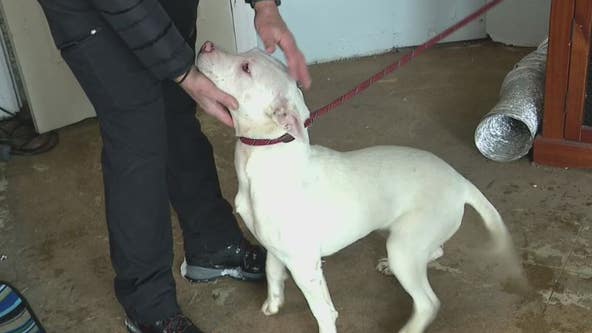Detroit nonprofit dog rescue needs help after $20K trailer of equipment is stolen