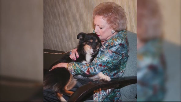 Betty White Challenge: Metro Detroit animal shelters receive tens of thousands of dollars in donations