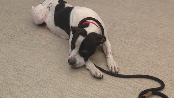 Meet Tess, the stray saved from the Lodge freeway and ready for a new home