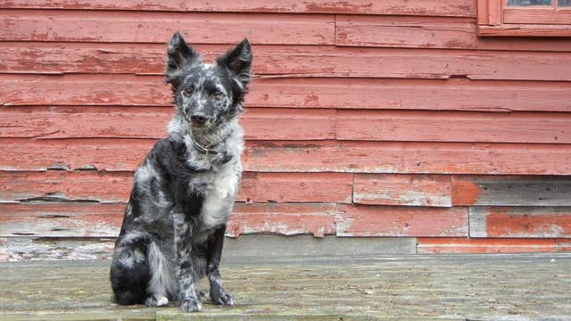 American Kennel Club adds 2 breeds to purebred dog registry