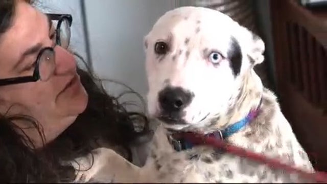 Detroit animal rescue targeted by thieves who stole $20,000 trailer