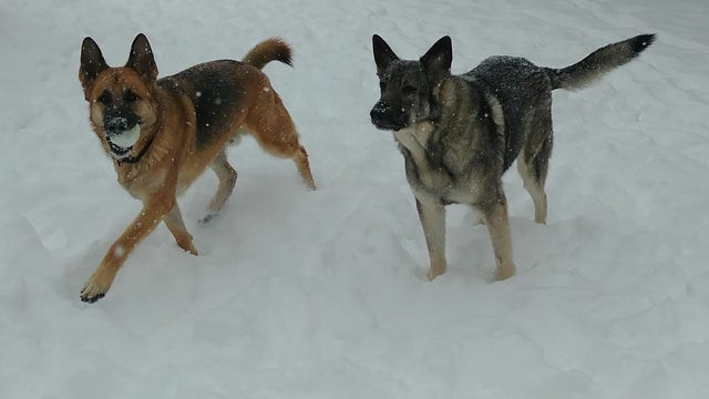 Free pet microchip, vaccine clinic available for Detroit and Dearborn residents this weekend