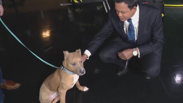 Michigan Humane, FOX 2 team-up for Feb. 10 telethon