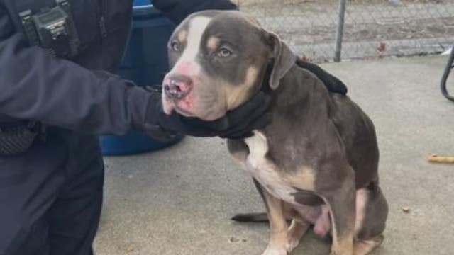 Rescue group pleads with pet owners to keep them indoors amid frigid temps