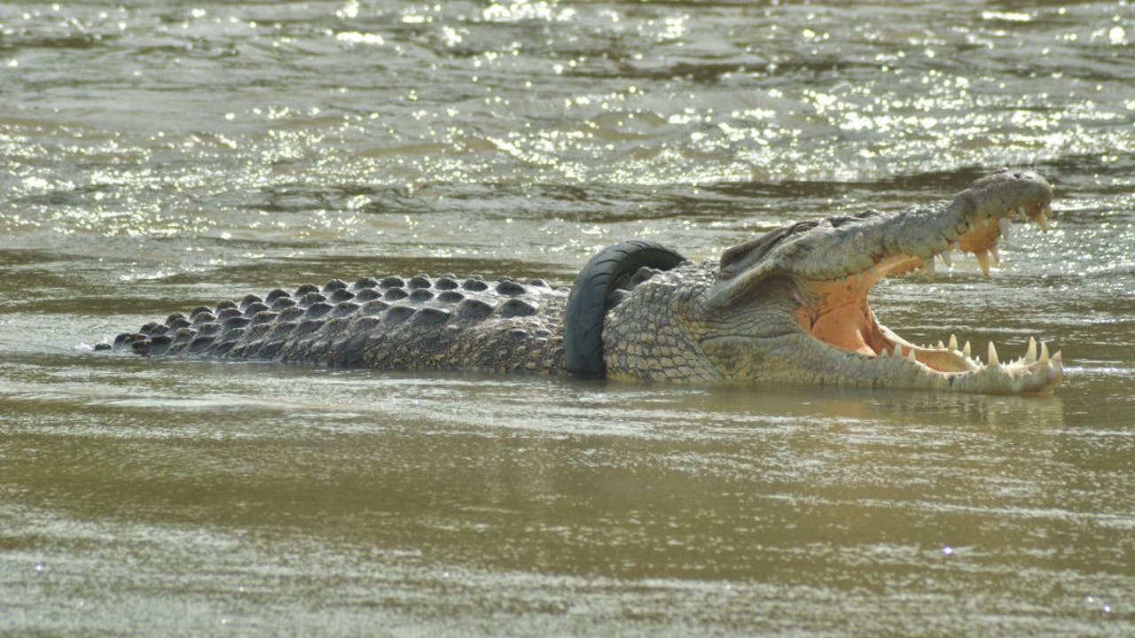 tire croc