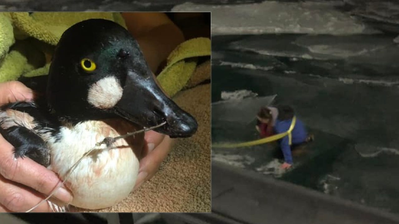 Duck caught on fishing hook rescued from icy Detroit River