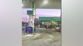 Urban cowboy? Video of man riding steer through Detroit gas station appears online