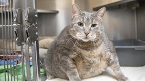 Sterling, a 30-pound cat at the Humane Society of Huron Valley, needs a home