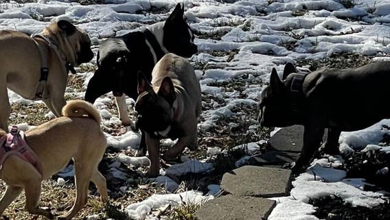 Man desperate to find 4 missing dogs he believes were stolen in Waterford Township