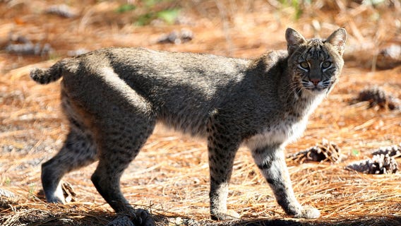Michigan DNR wants to expand bobcat hunting in state, increase trapping season length