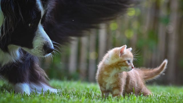 Owning a pet may help slow cognitive decline in older adults, study finds