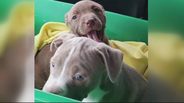 'A Christmas miracle': Detroit police officers keeping puppies they rescued from abandoned house