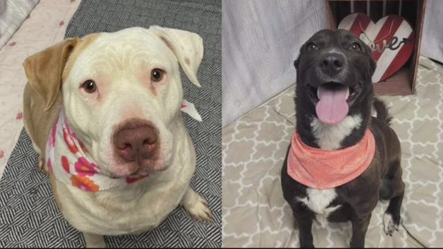 'Love Match': Detroit Animal Care and Control waives adoption fees to help find dogs homes