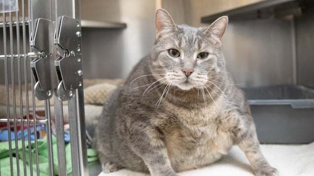 Sterling, a 30-pound cat at the Humane Society of Huron Valley, needs a home