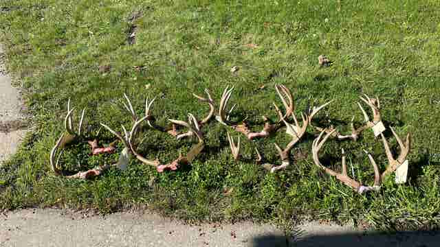 Michigan man jailed, fined, and banned for life from hunting after poaching 9 deer