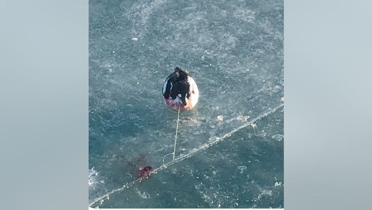 Duck caught on fishing hook rescued from icy Detroit River