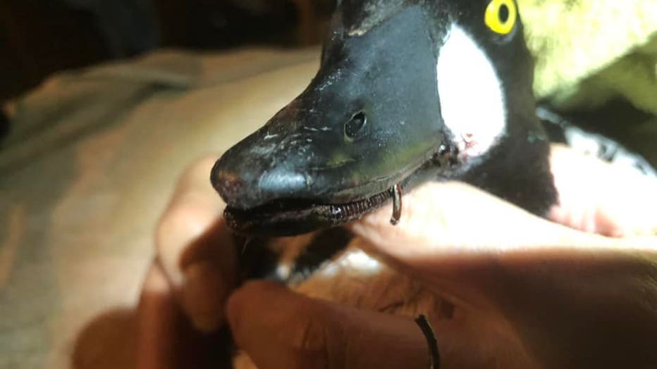 Duck caught on fishing hook rescued from icy Detroit River