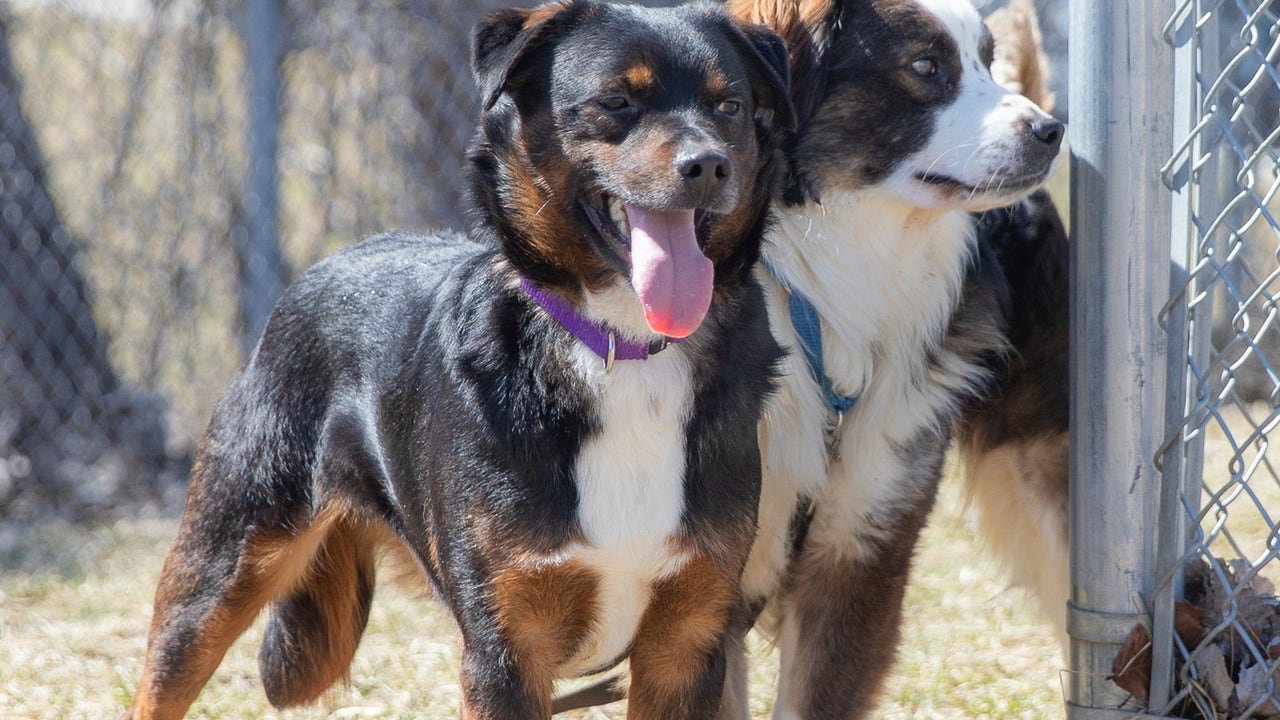 Huron valley best sale humane society dogs