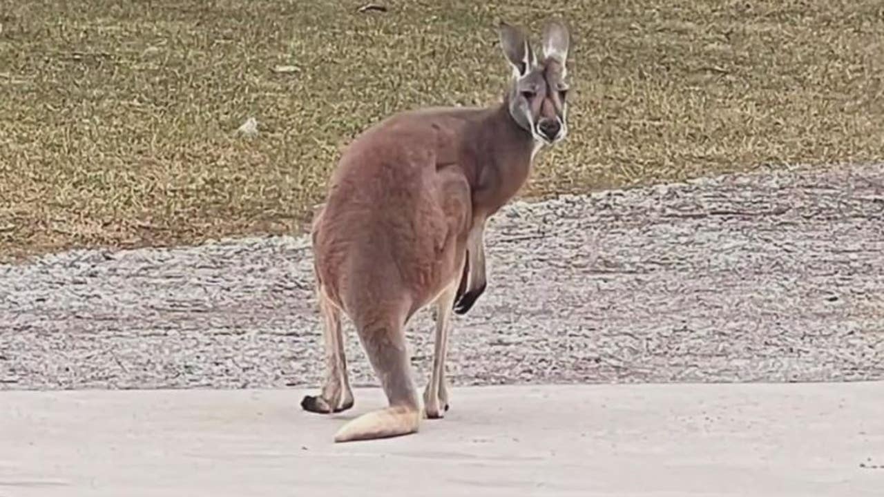 Kangaroo Spotted In Michigan After Escaping Pet Owner S Home FOX 2   Kangaroo Lapeer1 