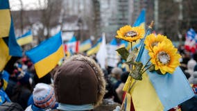 How sunflowers, Ukraine's national flower, became a symbol of solidarity and resistance