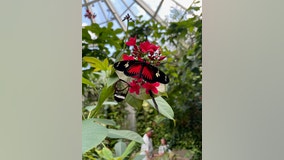 The Detroit Zoo's butterfly garden, closed for repairs until early summer