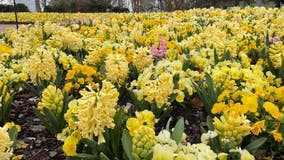 Color explosion from 250,000 tulips, daffodils on historic Nashville estate signal spring's arrival