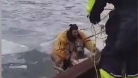 Dog stranded on melting Detroit River rescued by Wyandotte emergency crews