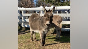 Detroit Zoo announces death of miniature donkey named Giovanni