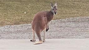Kangaroo spotted in Michigan after escaping pet owner's home