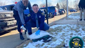 Police rescue swan from side of I-696 in Metro Detroit
